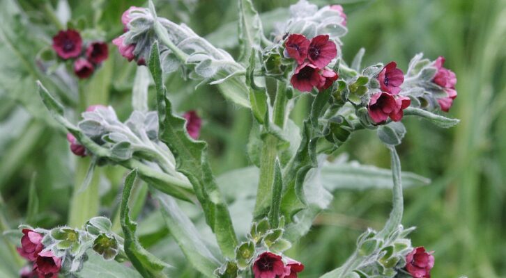 is sticky weed poisonous to dogs