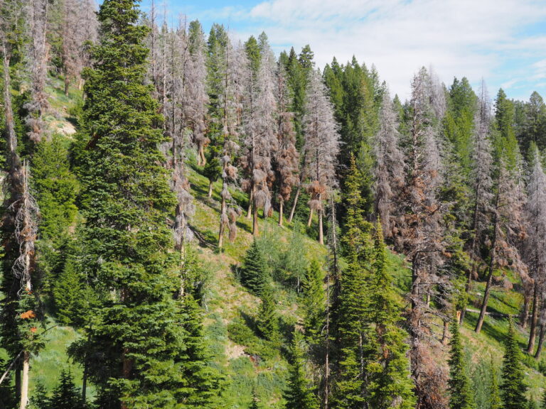 A Forest Through the Trees