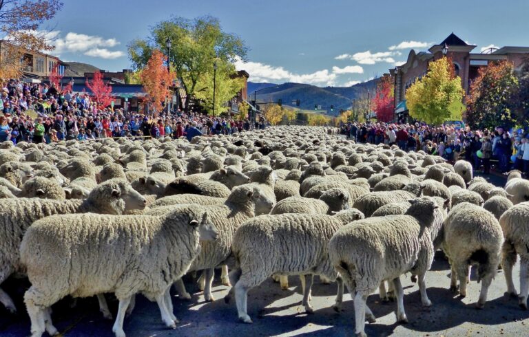 A Festival About Ewe