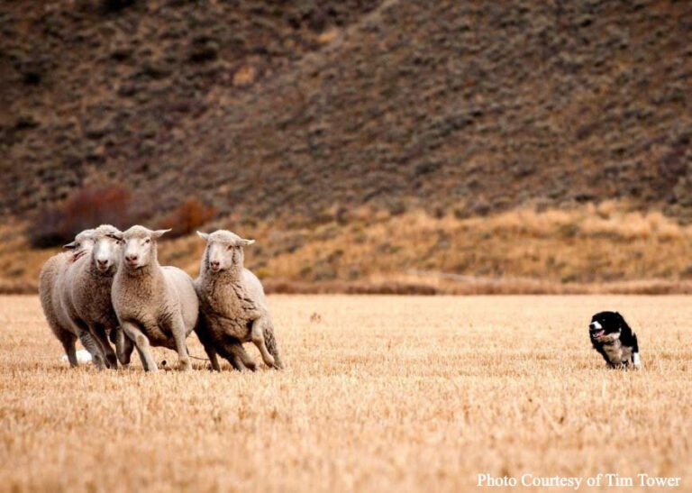 Sheep Festival Announces Winning Dogs, 2023 Dates