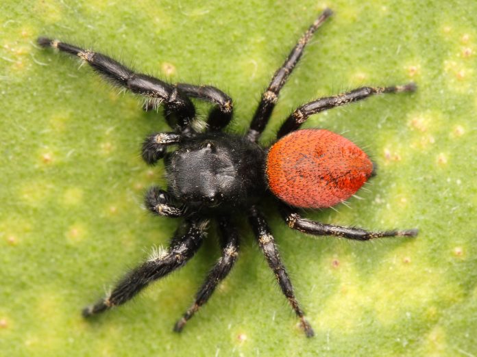 Close Up of a Red-Backed Jumping Spider on Green Leaf