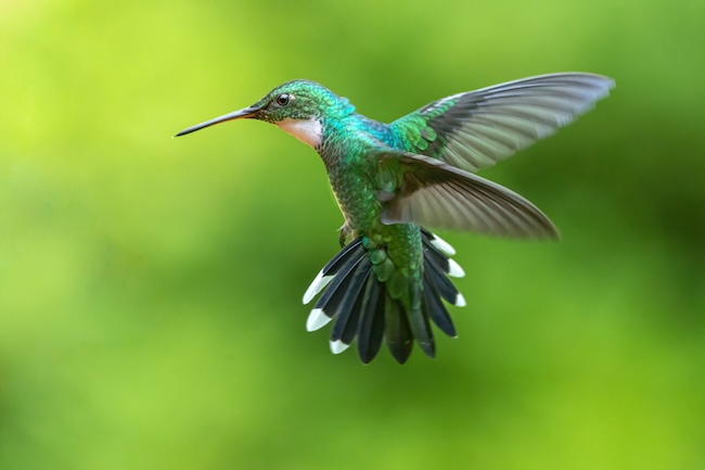 hummingbird in flight