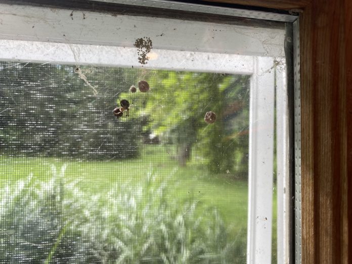 TinyWorldSpiders